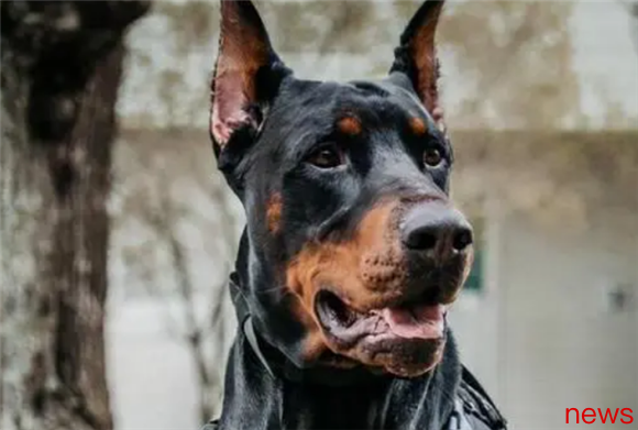 5 powerful guard dogs, more than enough to protect their owners