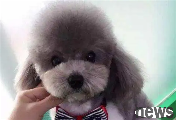 What are the top ten most popular pet dogs in the world?