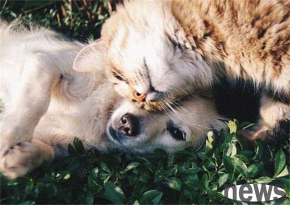 Psychological Science | Why do we prefer raising cats now?