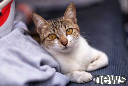 These are the most suitable cats for domestically raised. The advantages and disadvantages are listed.