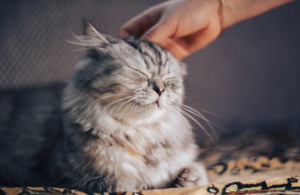 A secret you may never know if you don’t keep a cat!