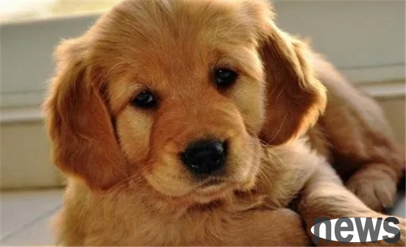 The best way to deal with fake pregnancy in dogs