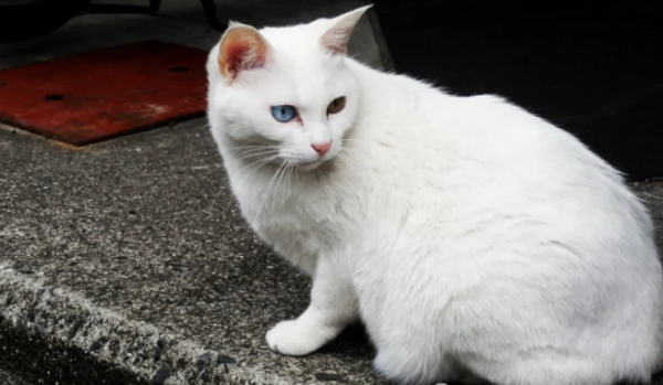 Why do people say that white cats are doing the worst in cat circles?