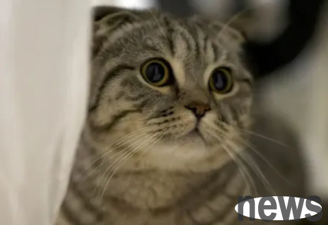 Cats can also be 