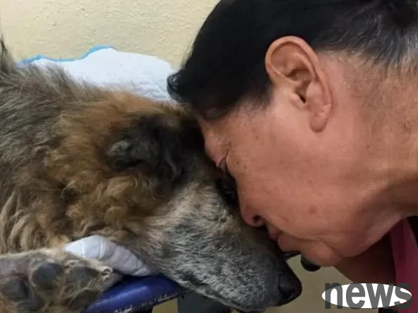 How many years does a dog live? Why do dogs run away from home before they die?