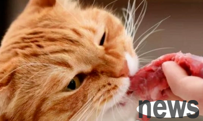 Cat s Food Book: Healthy Diet that nourishes the body and mind - Three Must Know Cats