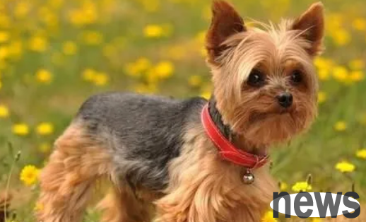 Ten kinds of dogs that love cleanest, they don’t shed hair or have no body odor. The last one is like a cat.