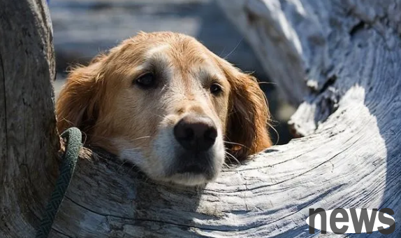 The six major manifestations of dogs 