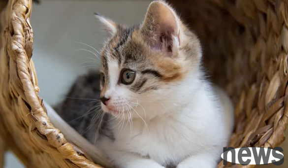 These symptoms of cats are signs of 