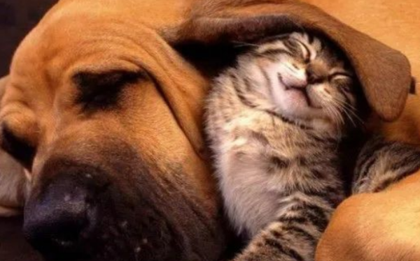 What! Do cats and dogs dream? !