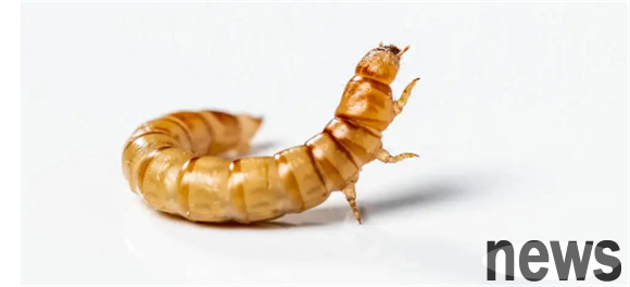 Food allergies in dogs and cats