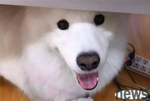 10 behaviors of dogs care about their owners. See if your dog has ever appeared?