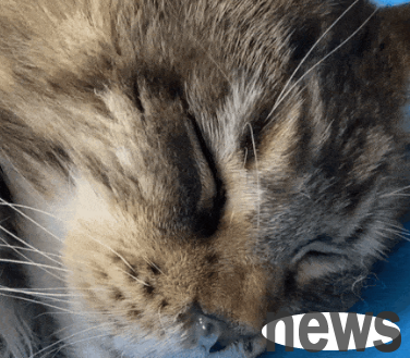 How can cats overcome the flu from childhood to adulthood? Cat: I can t count on sending a few