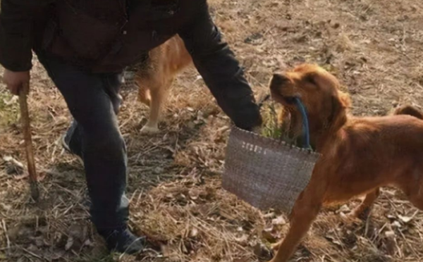 The 7 types of people who like to raise dogs the most are the third type. What about you?
