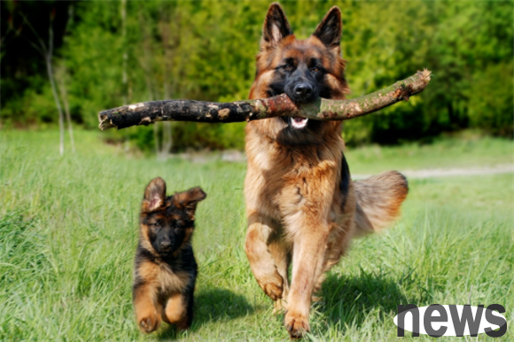 What dog does the French like the most? There is actually a 