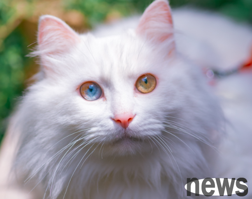 Are cat s strange eyes good or bad? Will cats with different pupils give birth to different pupils?