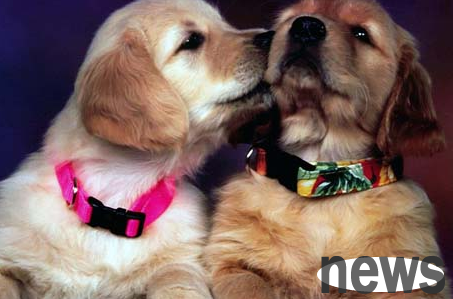 How to write a dog buying agreement? Sales contract format