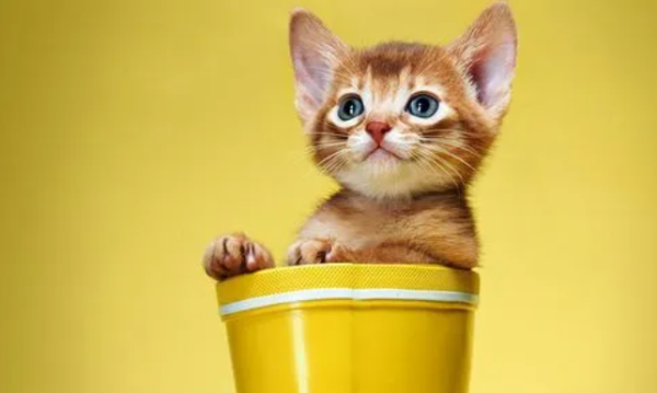 Are the kittens too dirty? What should I do if I can’t take a shower?