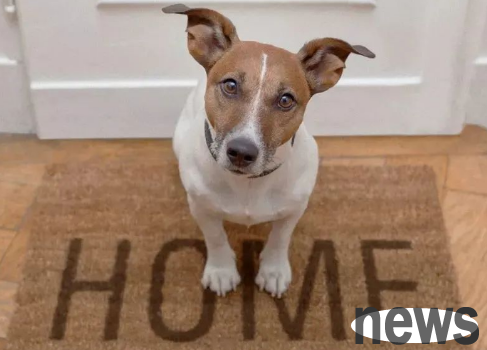 There are 6 ways for dogs to 
