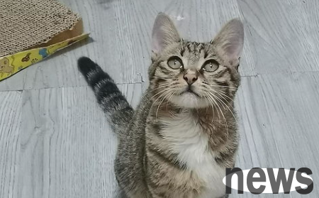 What should I do if a kitten doesn’t eat or drink and vomits? What medicine can cats take to solve the problem of vomiting?