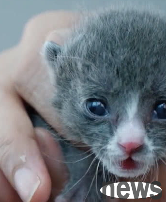 What should I do if I can’t raise a kitten?