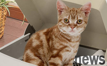 What should I do if my cat urinates frequently and repeatedly?