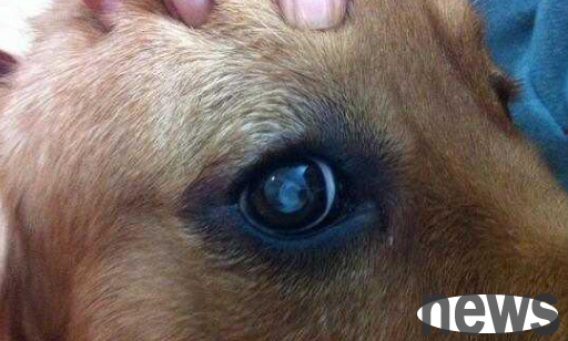 What medicine should I use if I have tinea dysfunction next to my dog s eyes?