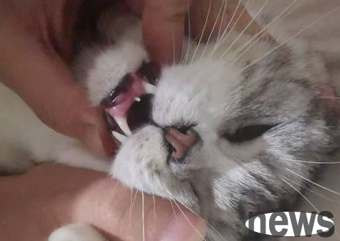 What to do if cats have too long teeth? What to do if cats have long teeth?