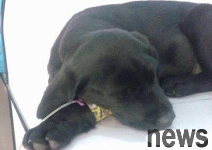 What should I do if I vomit and have diarrhea on my puppy? What is the reason for puppy vomiting?