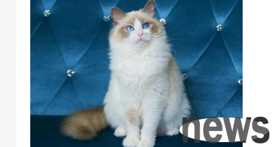 What should I do if my cat s erotic disease does not eat, drink, or pull it? What should I do if my cat s wool disease cannot cause shit?