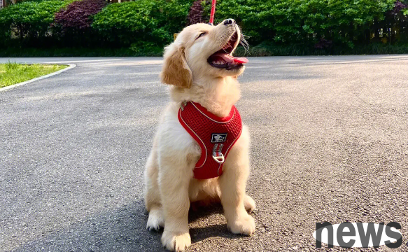 What should I do if the puppy doesn’t eat or drink when he is sick? Can dogs heal themselves without eating or drinking?