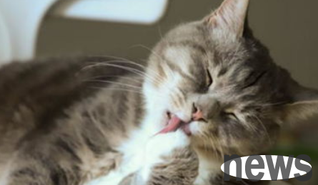 What should I do if the cat is angry?