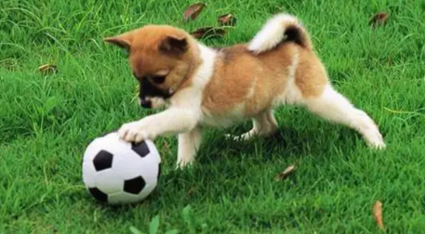 How to correct some bad habits of dogs? How to correct your dog’s bad behavior?