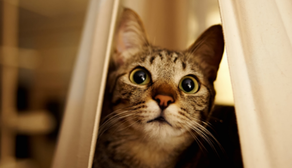 What is the case when a cat is retching and not vomiting