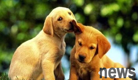 What should I do if a dog is suffering from difficult labor?
