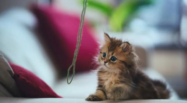 Will the female cat still be in heat after sterilization? There are answers here!