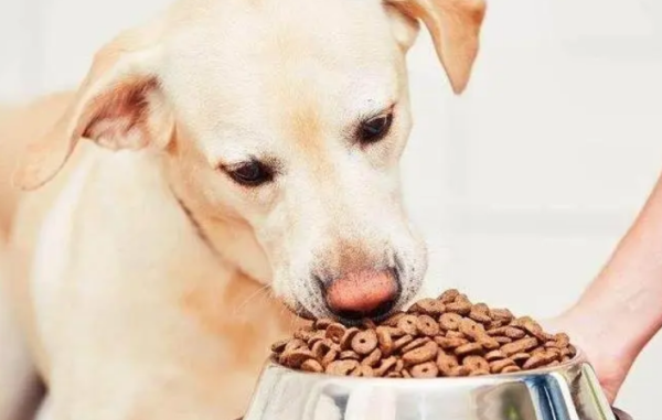What to do if you eat dog food and get angry?