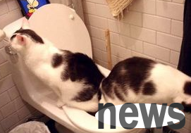 Is it really good for cats to use the toilet on the toilet? Is this reliable?