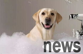 What are the seven items necessary for a dog to take a bath? Come and have a look