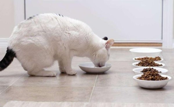 Teach cats how to excrete at a fixed point, please come and have a look!