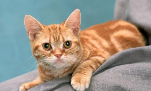 How to train cats to be effective? Cat training methods!