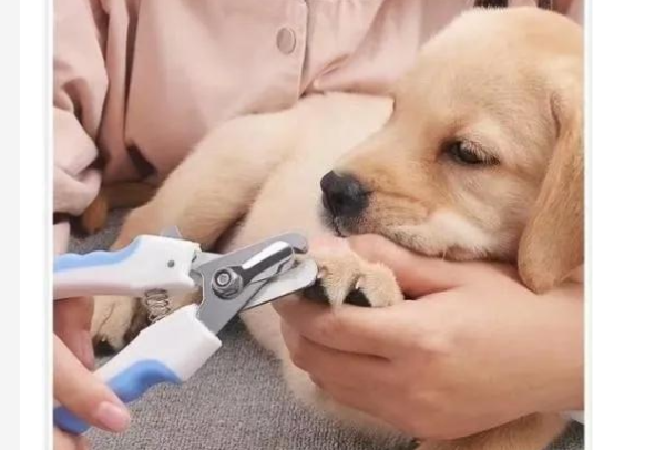 How to cut your fingernails for pet dogs? A great way to cut your dog s nails!