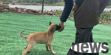 The dog trainer worth 7 billion will tell you that dogs should train like this!