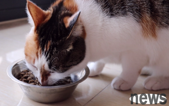 How to develop rules for pet cats to eat? How to train pet cats!