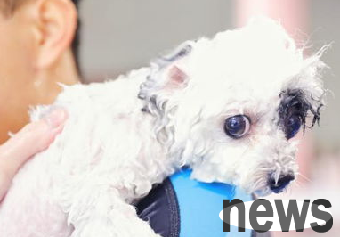 This article tells you how to judge the dog s health through its physical condition