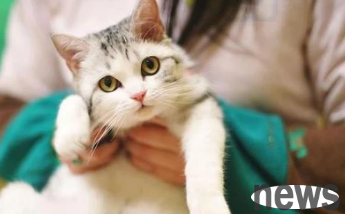 Let you learn about the diagnosis and treatment of ringworm disease in pets!