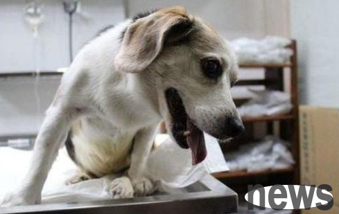 Diarrhea from dogs? Not necessarily canine distemper or small?