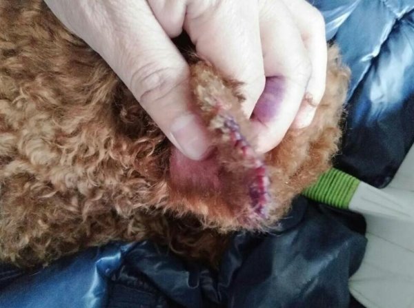 What causes a dog to bleed his ears?