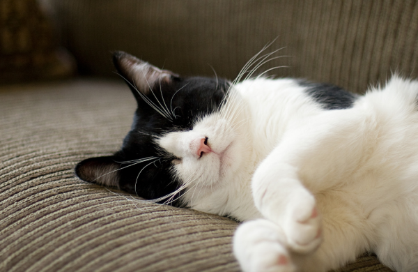 What is the reason for cats  ears to smell? Cat ear structure and otitis exterinary treatment!