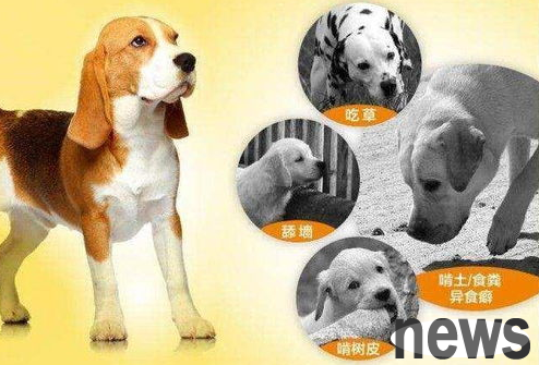 What causes pica pia in dogs and how should it be prevented and treated?